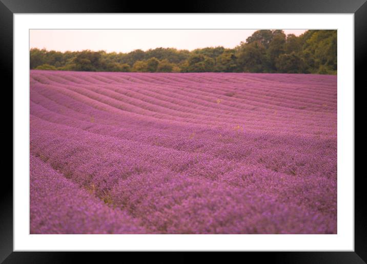 Pink Fields of Lavender Framed Mounted Print by Zahra Majid