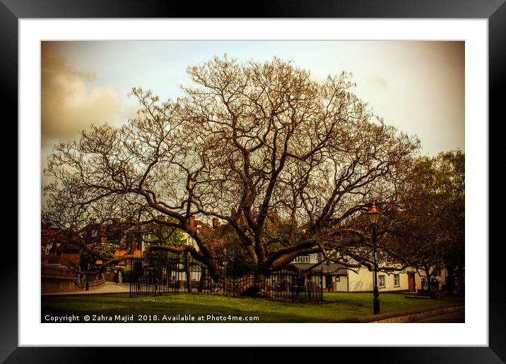 100 year old tree in the Highstreet Framed Mounted Print by Zahra Majid