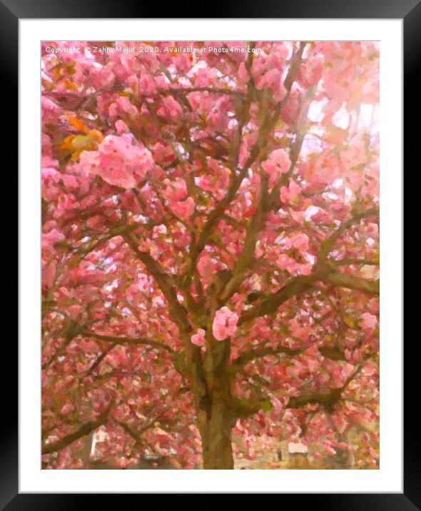 Pink Blossoms on a Sunny Covid Day Framed Mounted Print by Zahra Majid