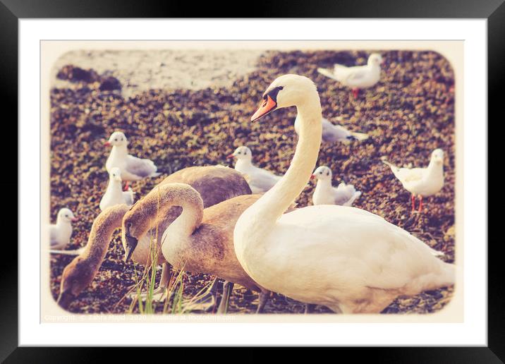 Don't feed the Ducks Framed Mounted Print by Zahra Majid