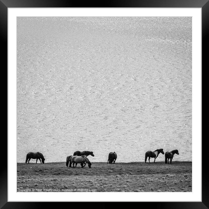 Wild Horses, Iceland Framed Mounted Print by Peter O'Reilly