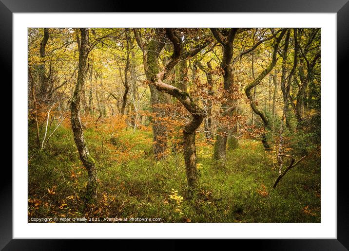 Dancing Trees Framed Mounted Print by Peter O'Reilly
