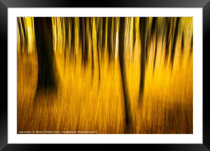 Autumn Beeches Framed Mounted Print by Peter O'Reilly
