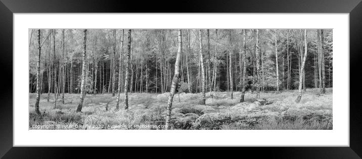 Birches Panorama Framed Mounted Print by Peter O'Reilly