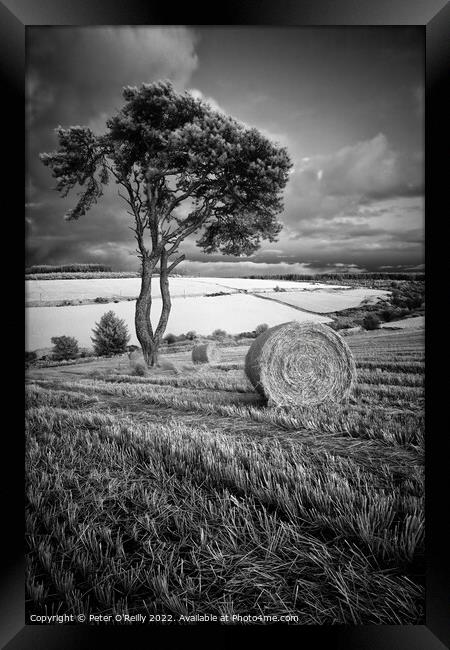 After the Harvest Framed Print by Peter O'Reilly