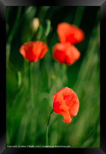 Poppies Framed Print by Peter O'Reilly