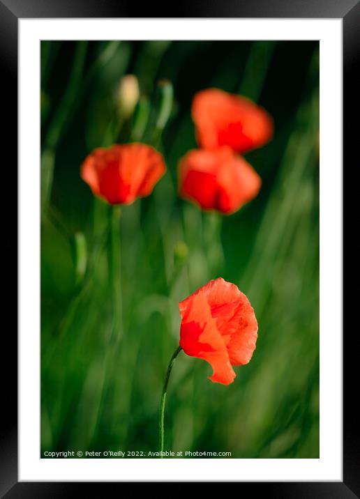 Poppies Framed Mounted Print by Peter O'Reilly