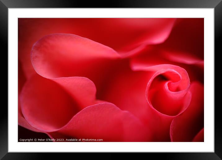 Rose Petals Framed Mounted Print by Peter O'Reilly