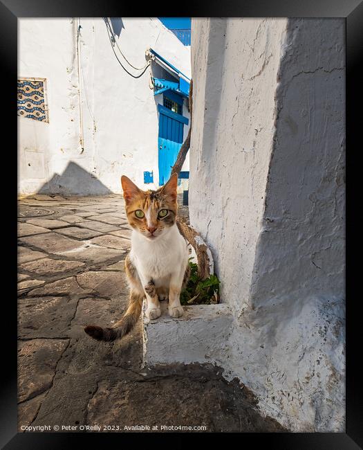 Tunisian Cat Framed Print by Peter O'Reilly