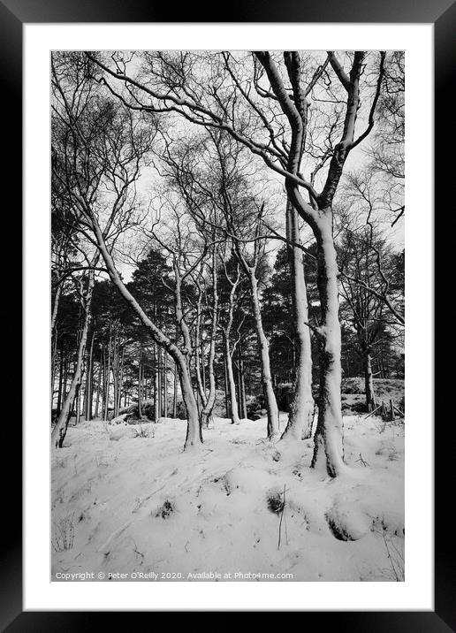 Snow Trees II Framed Mounted Print by Peter O'Reilly