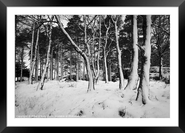 Snow Trees III Framed Mounted Print by Peter O'Reilly