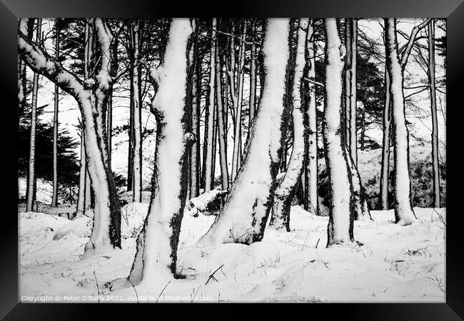 Snow Trees V Framed Print by Peter O'Reilly