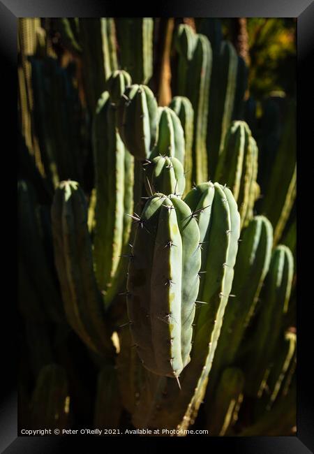 Cactus Framed Print by Peter O'Reilly