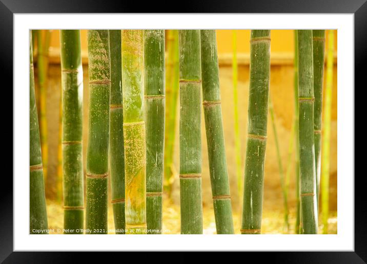 Bamboo Framed Mounted Print by Peter O'Reilly