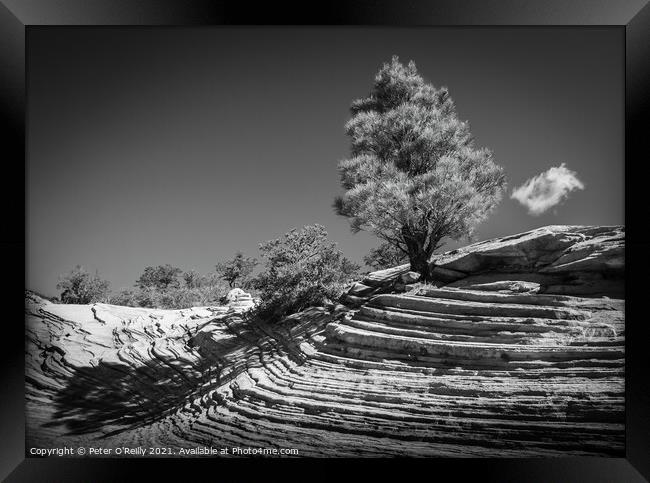 Desert Tree #1 Framed Print by Peter O'Reilly