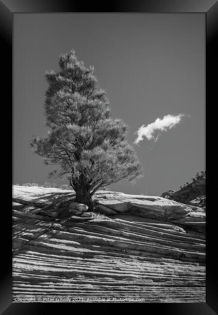Desert Tree #2 Framed Print by Peter O'Reilly