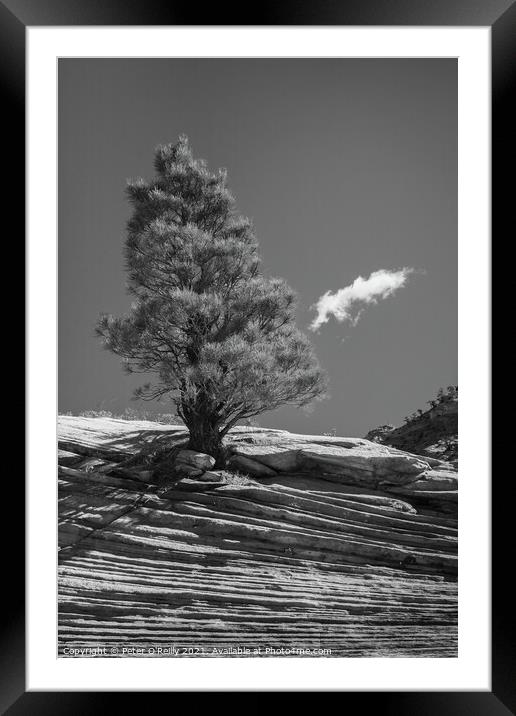 Desert Tree #2 Framed Mounted Print by Peter O'Reilly