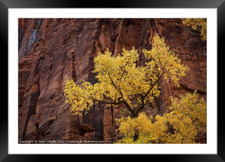 Cottonwood and Sandstone, Zion National Park Framed Mounted Print by Peter O'Reilly