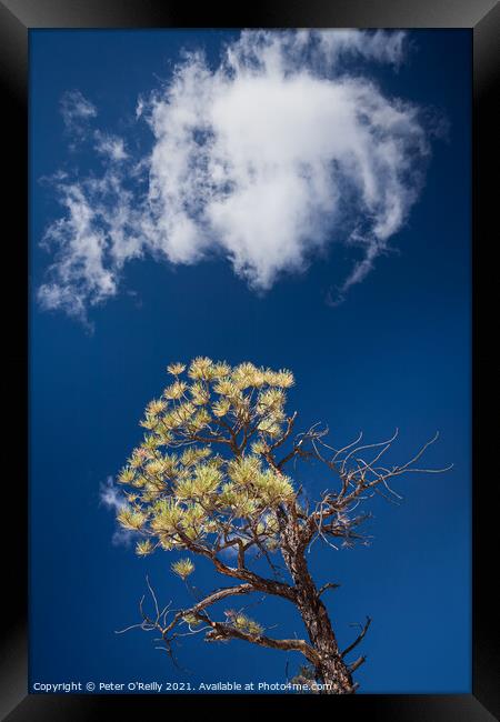 Pine Tree and Cloud Framed Print by Peter O'Reilly