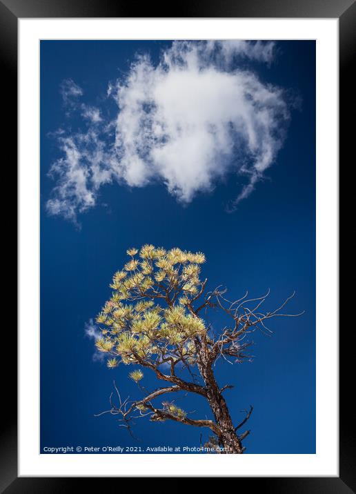 Pine Tree and Cloud Framed Mounted Print by Peter O'Reilly