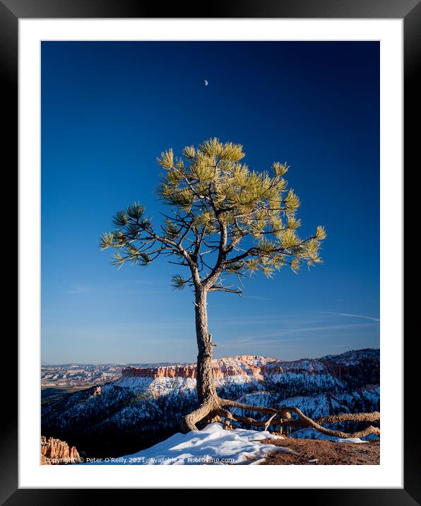 Pine Tree and the Moon, Bryce Canyon Framed Mounted Print by Peter O'Reilly