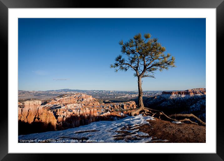 Lonesome Pine, Bryce Canyon Framed Mounted Print by Peter O'Reilly