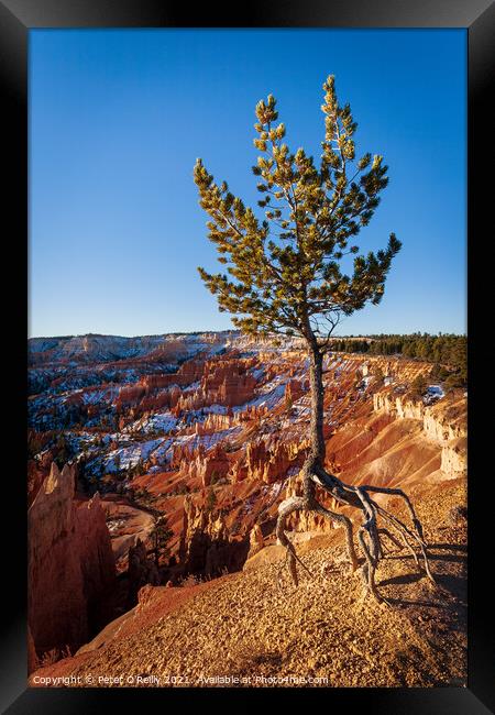 The Walking Tree Framed Print by Peter O'Reilly