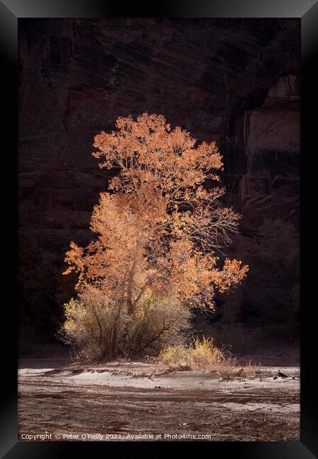 Cottonwood Tree in Autumn Framed Print by Peter O'Reilly