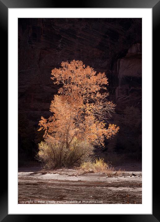 Cottonwood Tree in Autumn Framed Mounted Print by Peter O'Reilly
