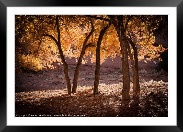 Autumn Splendour #4 Framed Mounted Print by Peter O'Reilly