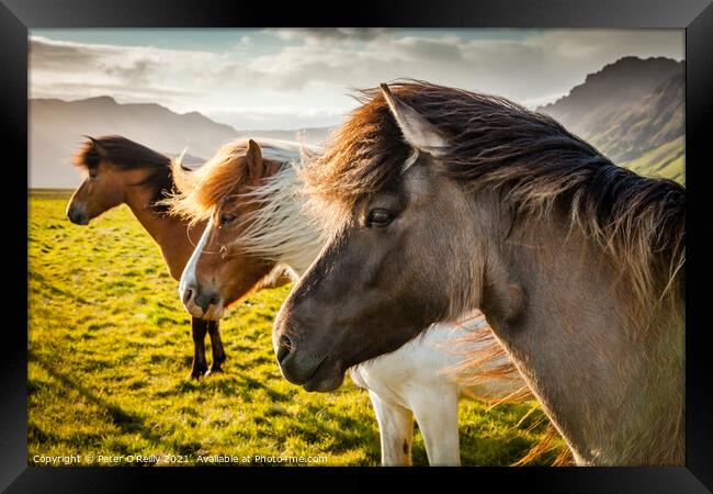 Icelandic Wild Horses Framed Print by Peter O'Reilly