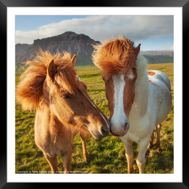 Icelandic Wild Horses Framed Mounted Print by Peter O'Reilly