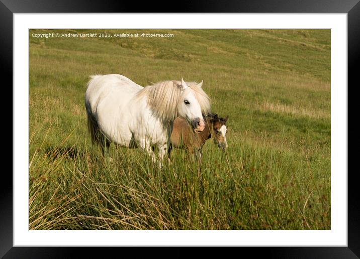 Horses standing in a grassy field Framed Mounted Print by Andrew Bartlett