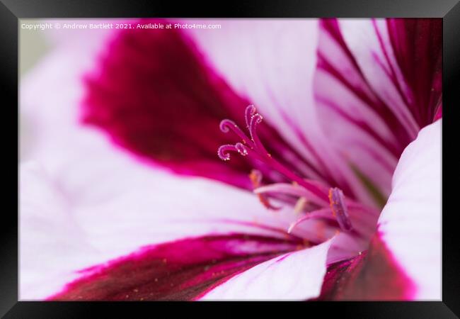 Pelargonium Regal macro Framed Print by Andrew Bartlett