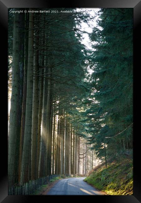 The sun shines through at forest at Elan Valley, M Framed Print by Andrew Bartlett