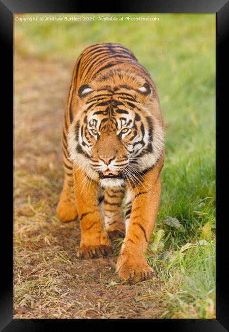 Sumatran Tiger walking in the grass. Framed Print by Andrew Bartlett