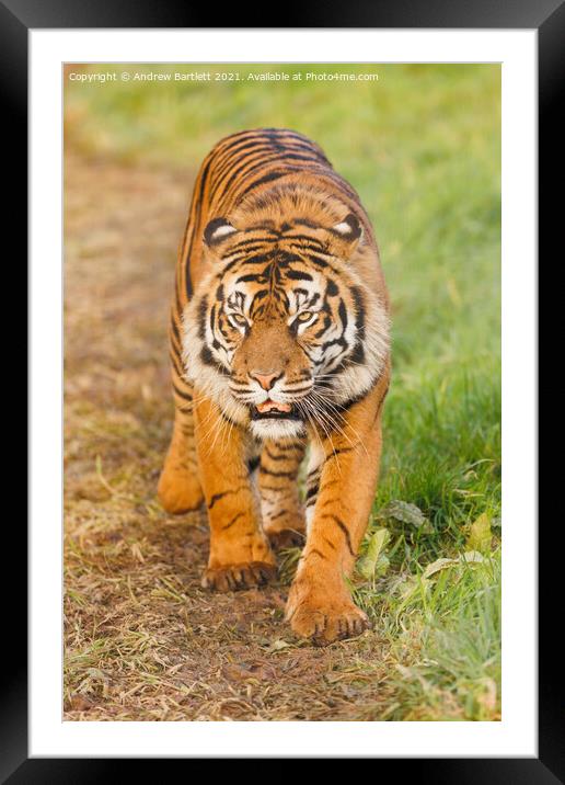 Sumatran Tiger walking in the grass. Framed Mounted Print by Andrew Bartlett