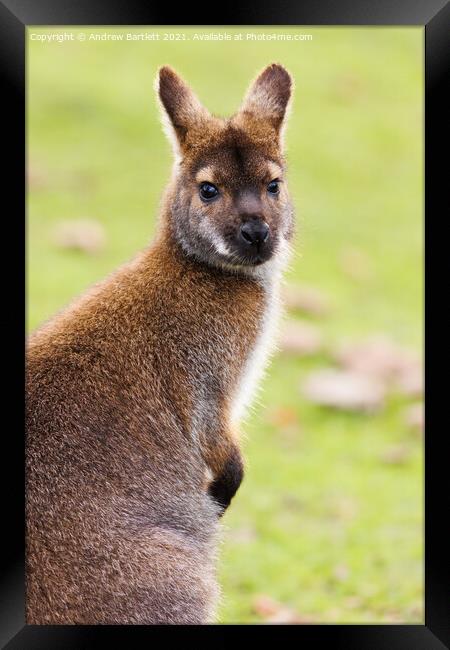 A Wallaby sitting in the grass Framed Print by Andrew Bartlett