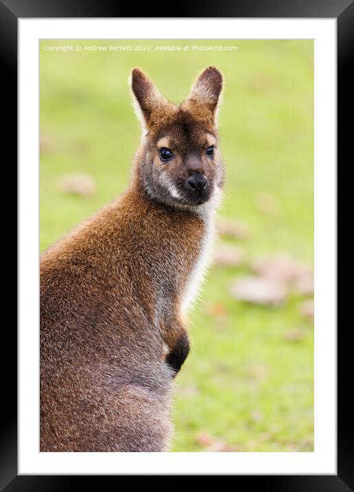 A Wallaby sitting in the grass Framed Mounted Print by Andrew Bartlett