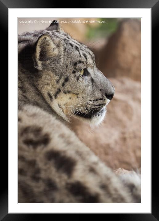A close up of a Snow Leopard Framed Mounted Print by Andrew Bartlett
