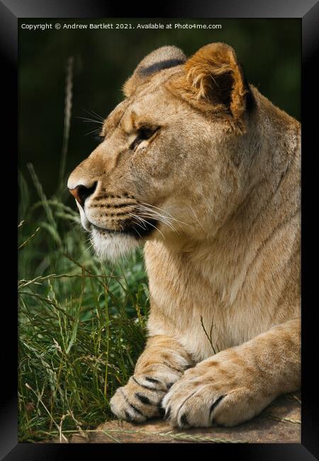 An African male Lioness. Framed Print by Andrew Bartlett