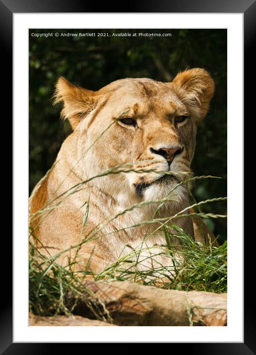 An African Lioness. Framed Mounted Print by Andrew Bartlett