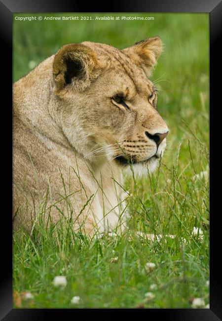 A Lioness sitting in a grassy field Framed Print by Andrew Bartlett