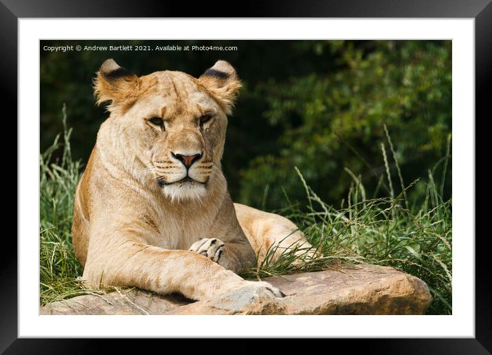 A Lioness sitting on a rock Framed Mounted Print by Andrew Bartlett