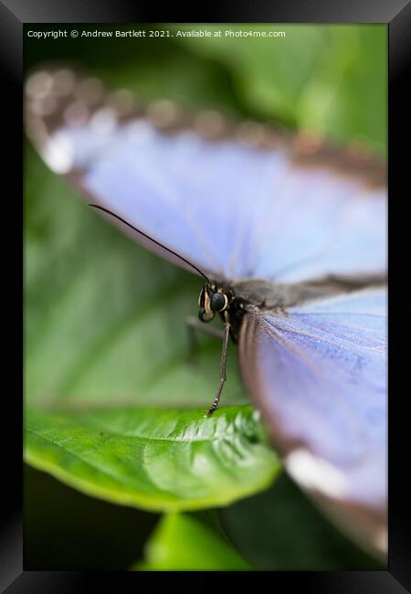 Blue Morpho Butterfly Framed Print by Andrew Bartlett