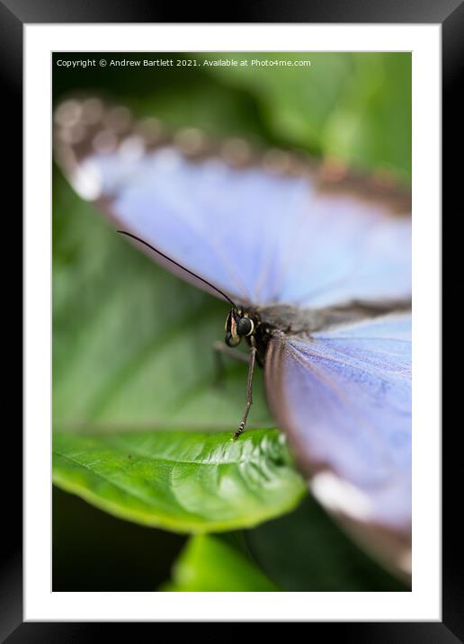 Blue Morpho Butterfly Framed Mounted Print by Andrew Bartlett