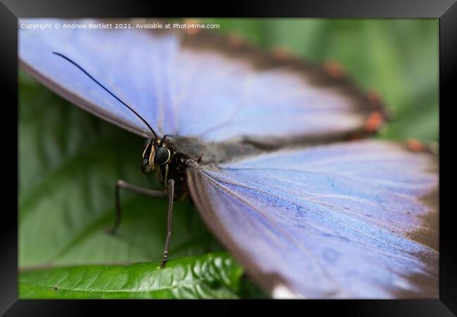 Blue Morpho Butterfly Framed Print by Andrew Bartlett
