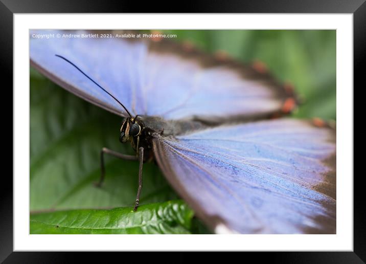 Blue Morpho Butterfly Framed Mounted Print by Andrew Bartlett