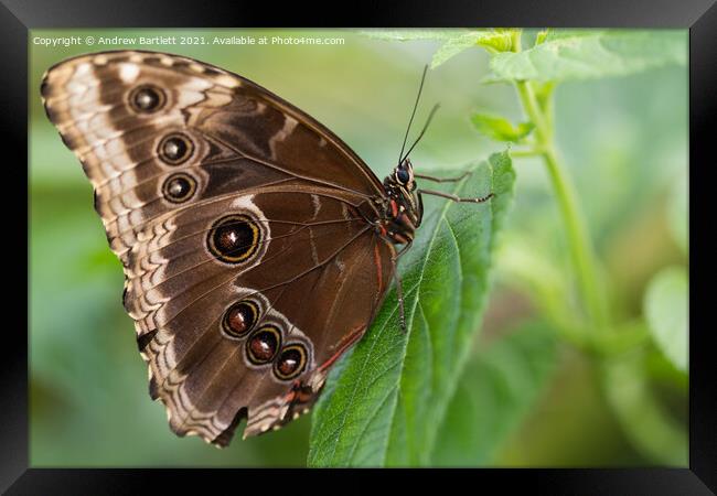 Blue Morpho Butterfly Framed Print by Andrew Bartlett