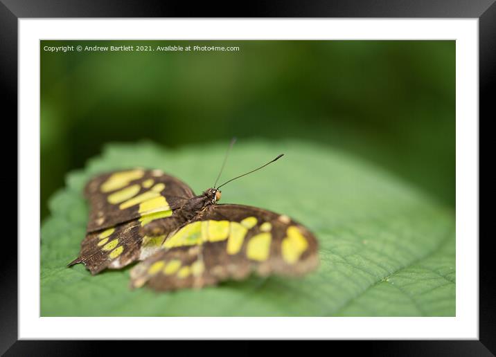 The Malchite Butterfly. Siproeta Stelenes Framed Mounted Print by Andrew Bartlett